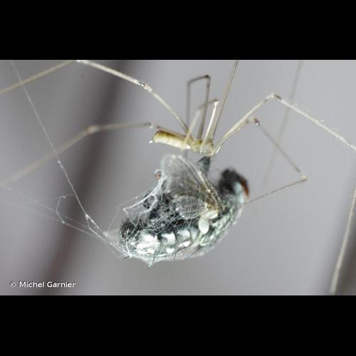 <i>Pholcus phalangioides</i> (Fuessly, 1775) © Michel Garnier