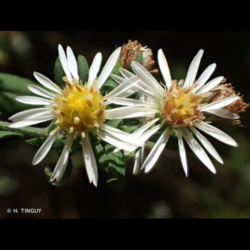 <i>Symphyotrichum lanceolatum</i> (Willd.) G.L.Nesom, 1995 © H. TINGUY