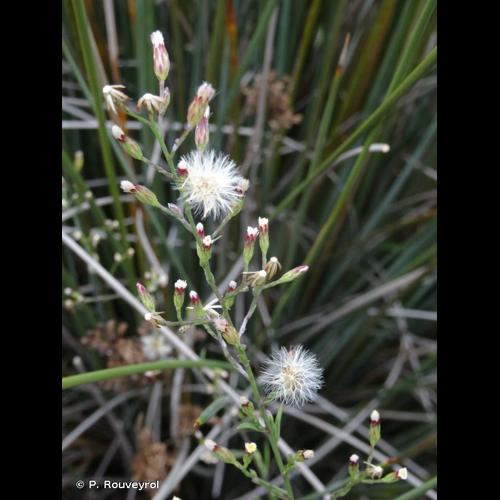 <i>Symphyotrichum squamatum</i> (Spreng.) G.L.Nesom, 1995 © P. Rouveyrol