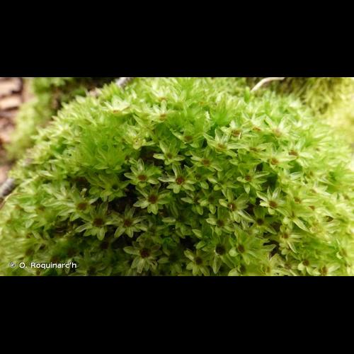 <i>Mnium hornum</i> Hedw., 1801 © O. Roquinarc'h