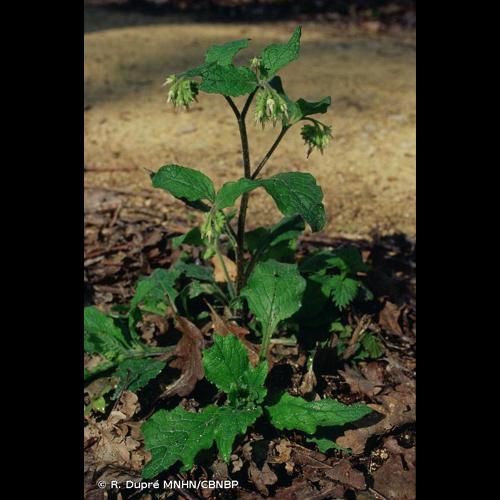 <i>Symphytum bulbosum</i> K.F.Schimp., 1825 &copy; R. Dupré MNHN/CBNBP