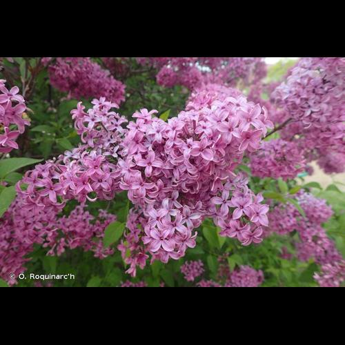 <i>Syringa vulgaris</i> L., 1753 © O. Roquinarc'h