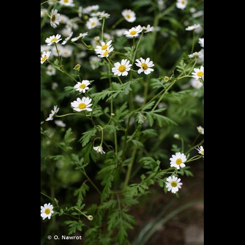 <i>Tanacetum parthenium</i> (L.) Sch.Bip., 1844 © O. Nawrot