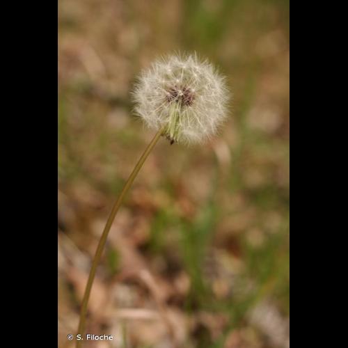 <i>Taraxacum erythrospermum</i> Andrz. ex Besser, 1821 © S. Filoche
