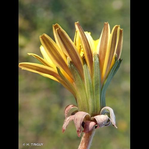 <i>Taraxacum oxoniense</i> Dahlst., 1923 &copy; H. TINGUY