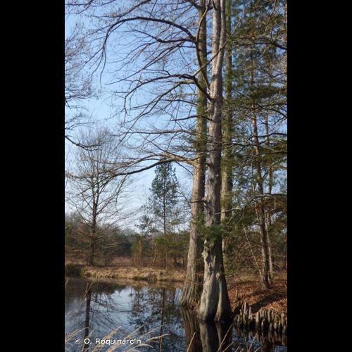 <i>Taxodium distichum</i> (L.) Rich., 1810 © O. Roquinarc'h