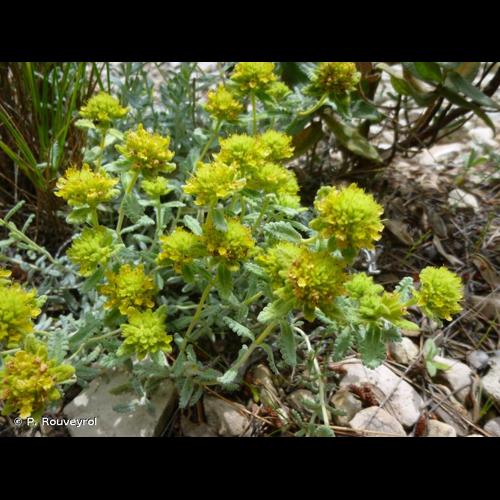 <i>Teucrium aureum</i> Schreb., 1773 © P. Rouveyrol