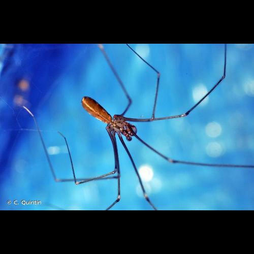<i>Pholcus opilionoides</i> (Schrank, 1781) © C. Quintin
