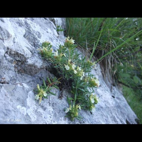 <i>Teucrium montanum</i> L., 1753 © NULL