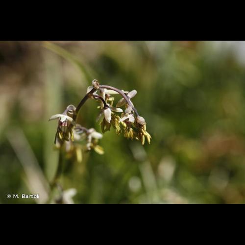 <i>Thalictrum alpinum</i> L., 1753 © M. Bartoli