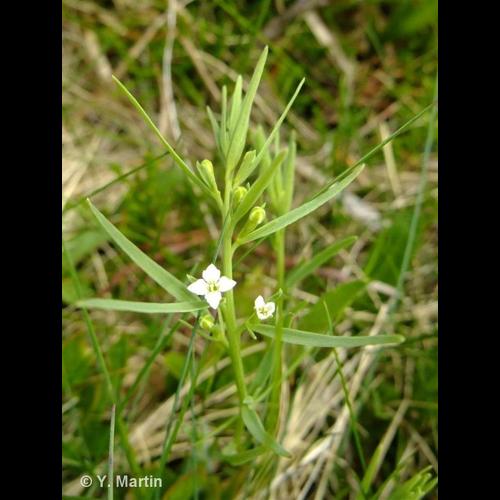 <i>Thesium alpinum</i> L., 1753 © NULL