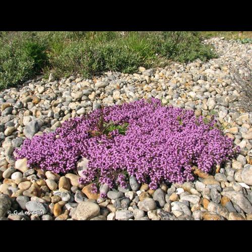 <i>Thymus drucei</i> Ronniger, 1924 © G. Leveslin