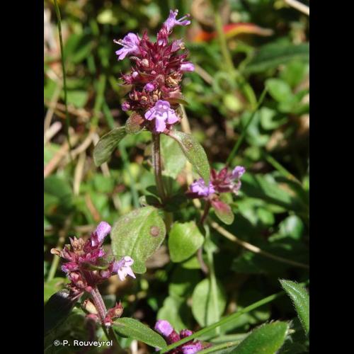 <i>Thymus pulegioides</i> L., 1753 © P. Rouveyrol