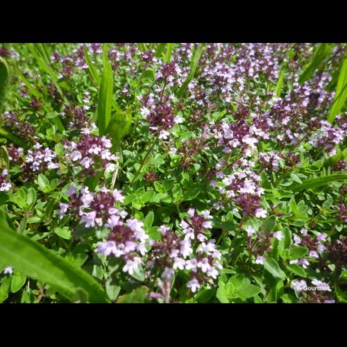 <i>Thymus serpyllum</i> L., 1753 © P. Gourdain