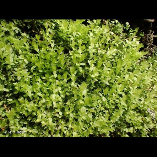 <i>Mnium stellare</i> Hedw., 1801 © H. TINGUY