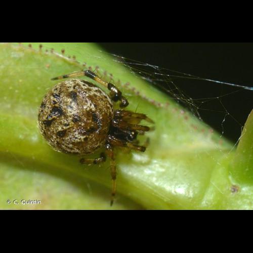 <i>Dipoena melanogaster</i> (C.L. Koch, 1837) © C. Quintin