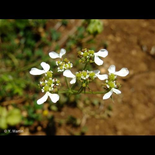 <i>Tordylium apulum</i> L., 1753 &copy; NULL