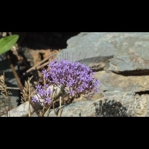 <i>Trachelium caeruleum</i> L., 1753 © F. Michalke