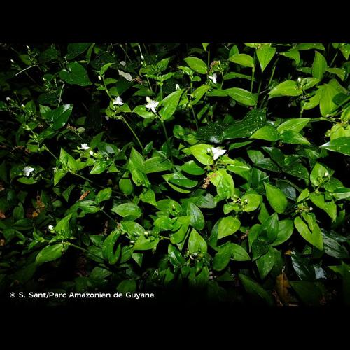 <i>Tradescantia fluminensis</i> Vell., 1829 © S. Sant/Parc Amazonien de Guyane