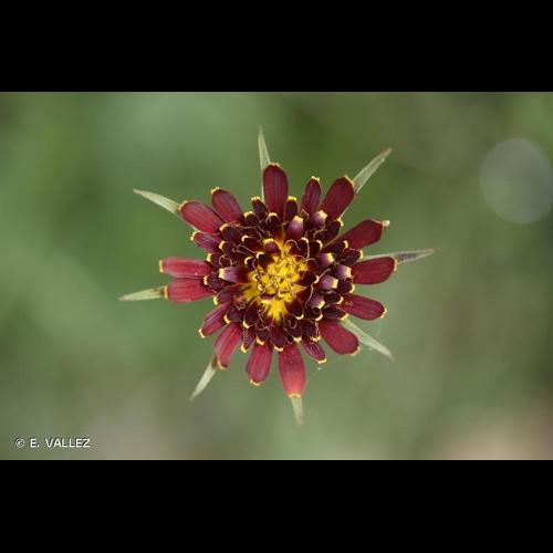 <i>Tragopogon crocifolius</i> L., 1759 © E. VALLEZ
