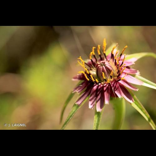 <i>Tragopogon porrifolius</i> L., 1753 © J. LAIGNEL
