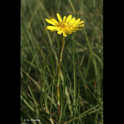<i>Tragopogon pratensis</i> L., 1753 &copy; S. Filoche