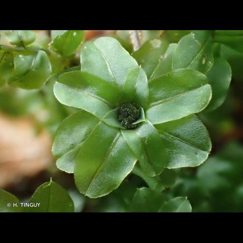 <i>Plagiomnium affine</i> (Blandow ex Funck) T.J.Kop., 1968 © H. TINGUY