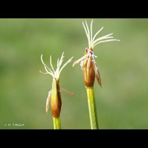 <i>Trichophorum pumilum</i> (Vahl) Schinz & Thell., 1921 © H. TINGUY
