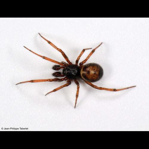 <i>Steatoda bipunctata</i> (Linnaeus, 1758) © NULL
