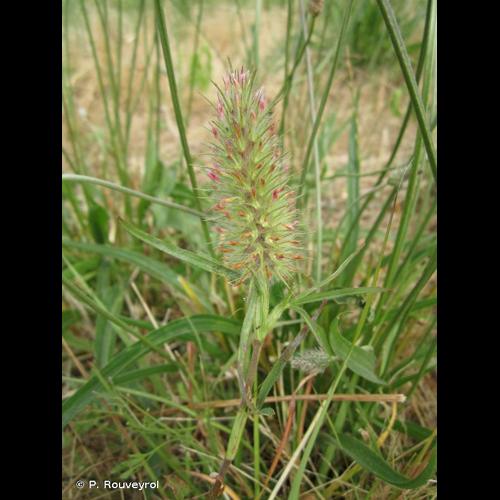 <i>Trifolium angustifolium</i> L., 1753 &copy; P. Rouveyrol