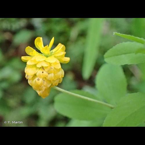 <i>Trifolium aureum</i> Pollich, 1777 © Y. Martin