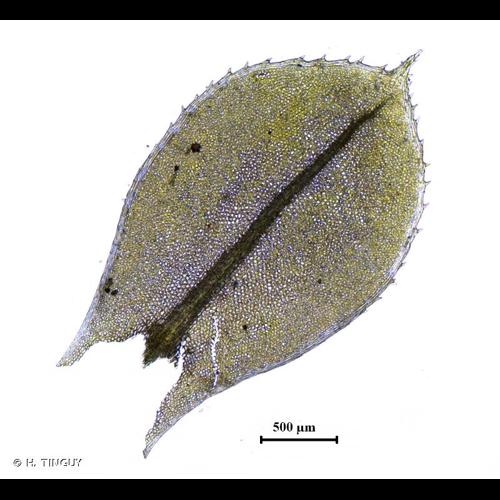 <i>Plagiomnium cuspidatum</i> (Hedw.) T.J.Kop., 1968 © H. TINGUY