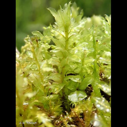 <i>Plagiomnium elatum</i> (Bruch & Schimp.) T.J.Kop., 1968 © H. TINGUY