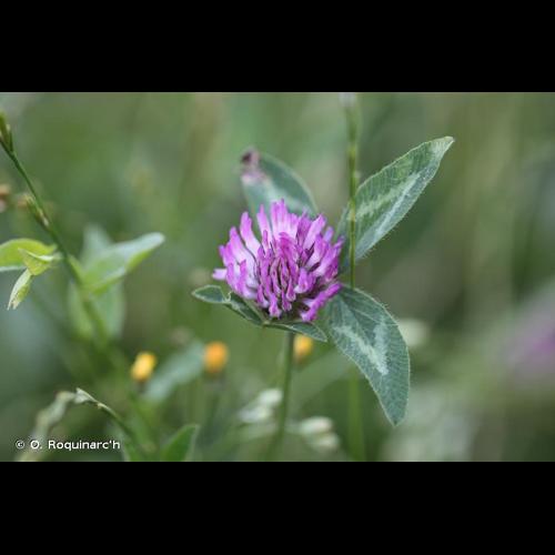 <i>Trifolium pratense</i> L., 1753 &copy; O. Roquinarc'h