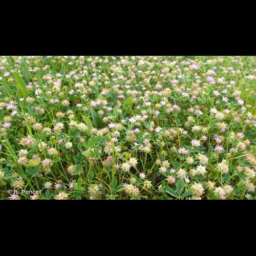 <i>Trifolium resupinatum</i> L., 1753 © R. Poncet