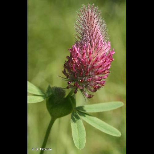 <i>Trifolium rubens</i> L., 1753 © S. Filoche