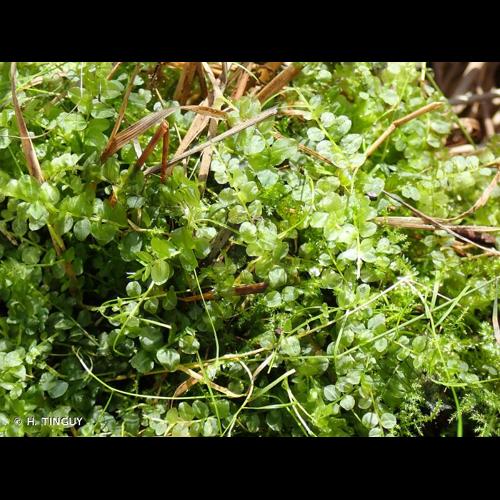 <i>Plagiomnium ellipticum</i> (Brid.) T.J.Kop., 1971 © H. TINGUY