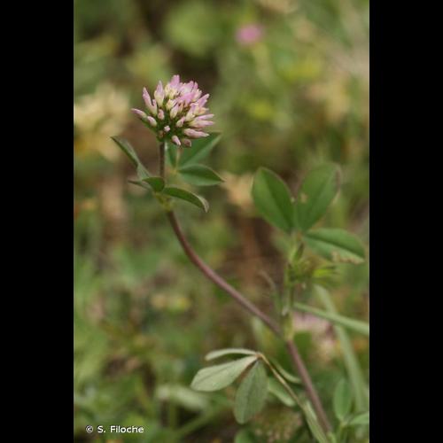 <i>Trifolium striatum</i> L., 1753 &copy; S. Filoche