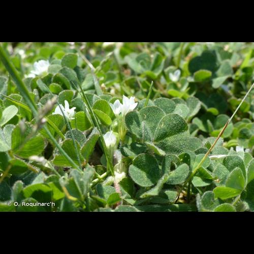 <i>Trifolium subterraneum</i> L., 1753 © O. Roquinarc'h