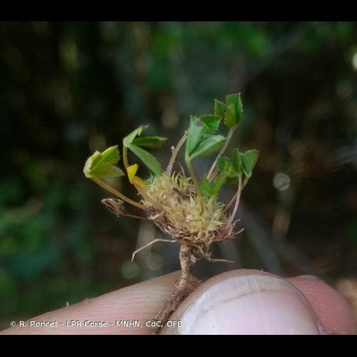<i>Trifolium suffocatum</i> L., 1771 © R. Poncet - LPR Corse - MNHN, CdC, OFB