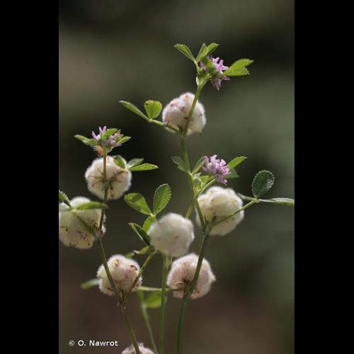 <i>Trifolium tomentosum</i> L., 1753 &copy; O. Nawrot