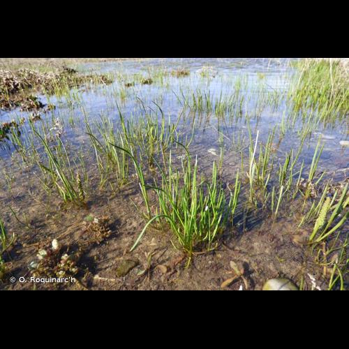 <i>Triglochin maritima</i> L., 1753 © O. Roquinarc'h