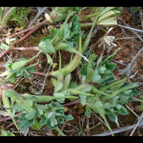 <i>Trigonella gladiata</i> Steven ex M.Bieb., 1808 &copy; P. Rouveyrol