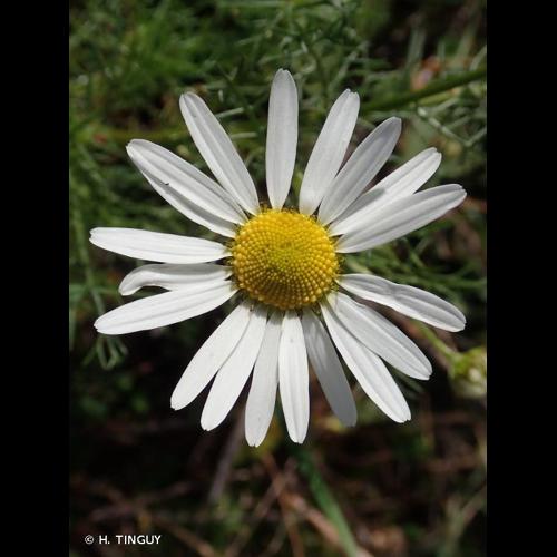 <i>Tripleurospermum inodorum</i> (L.) Sch.Bip., 1844 © H. TINGUY