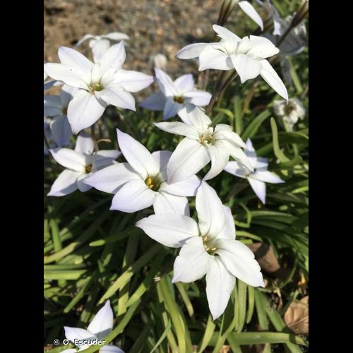 <i>Tristagma uniflorum</i> (Lindl.) Traub, 1963 © O. Escuder