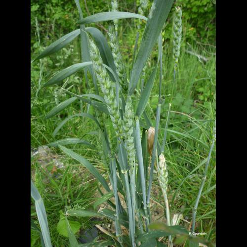 <i>Triticum aestivum</i> L., 1753 [nom. cons.] © P. Gourdain