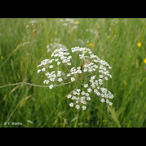 <i>Trocdaris verticillatum</i> (L.) Raf., 1840 &copy; NULL