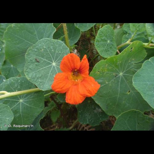 <i>Tropaeolum majus</i> L., 1753 © O. Roquinarc'h
