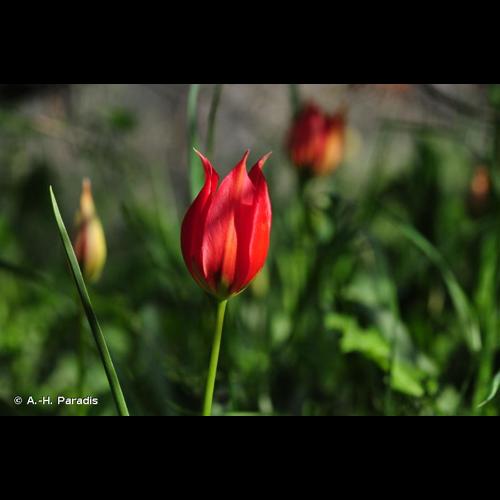 <i>Tulipa agenensis</i> DC., 1804 &copy; A.-H. Paradis