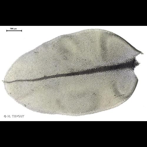 <i>Plagiomnium rostratum</i> (Schrad.) T.J.Kop., 1968 © H. TINGUY
